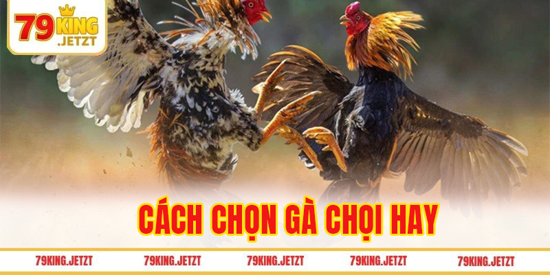 Cách chọn gà chọi hay
